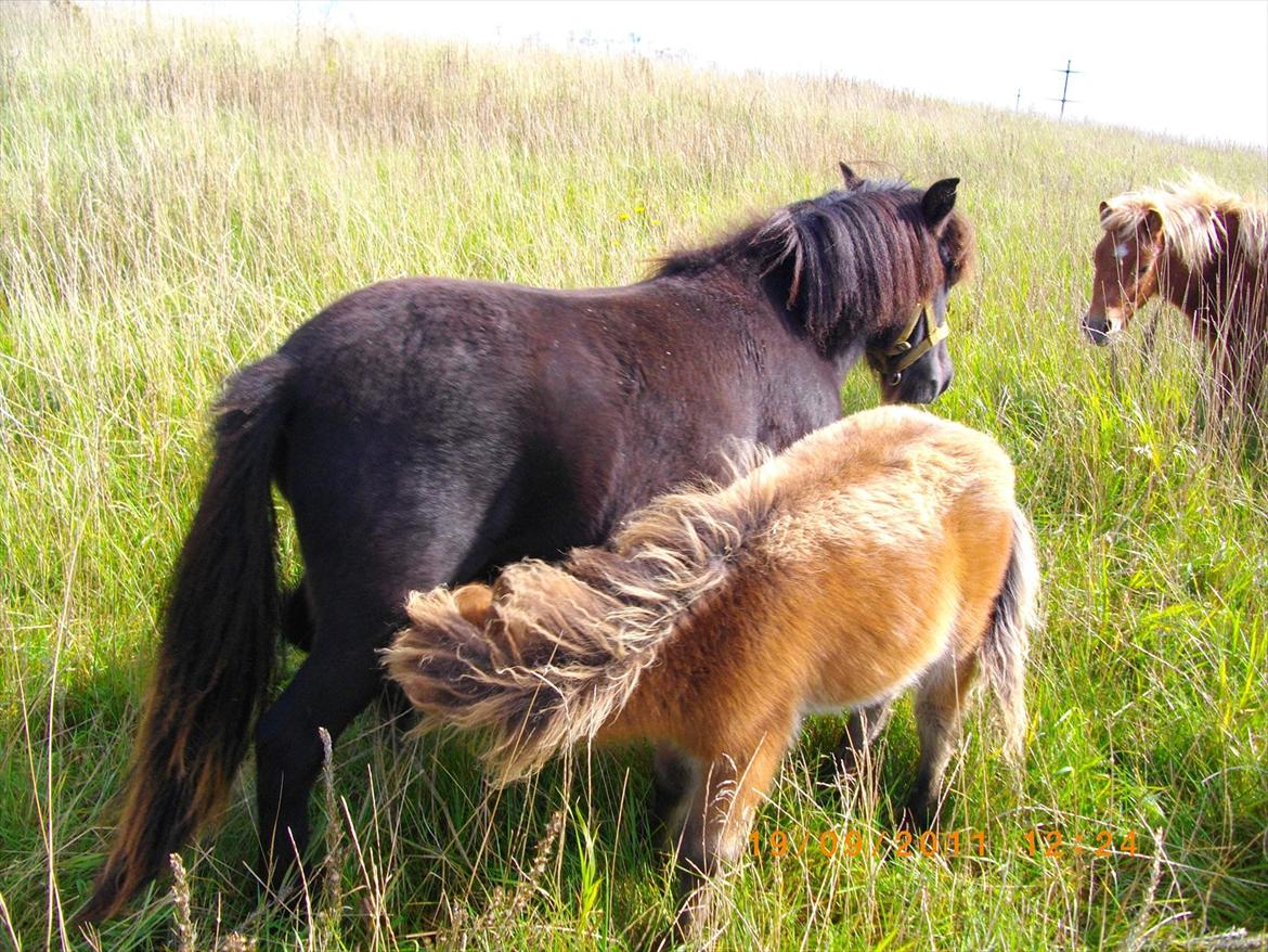 Shetlænder Prins nougat mus billede 5