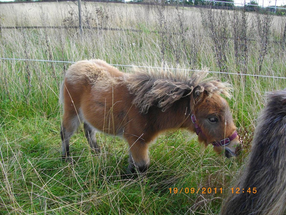 Shetlænder Prins nougat mus billede 6