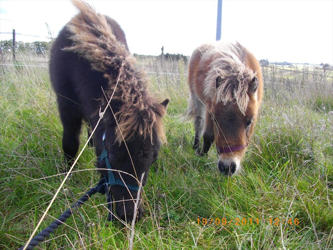 Shetlænder Prins nougat mus billede 7
