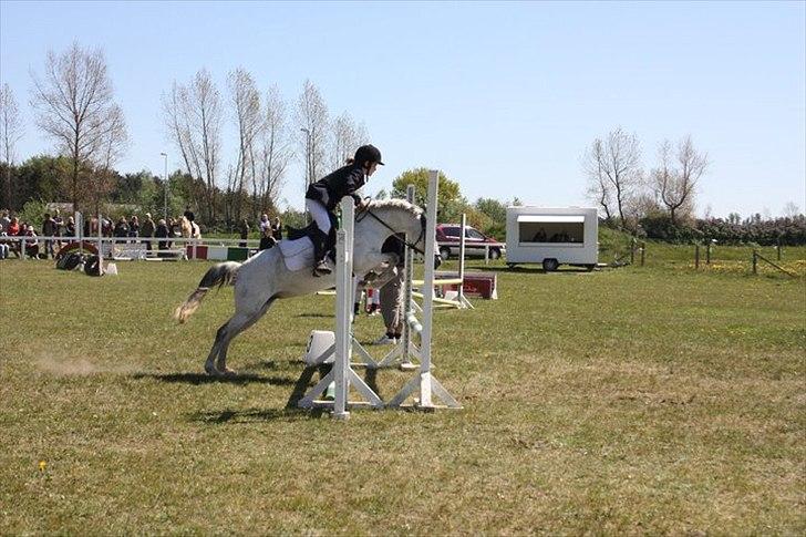 Welsh Partbred (Sec F) TofteKjærs Loralai {Tulle} *soglt* Du var bedst<3 - spring  billede 15