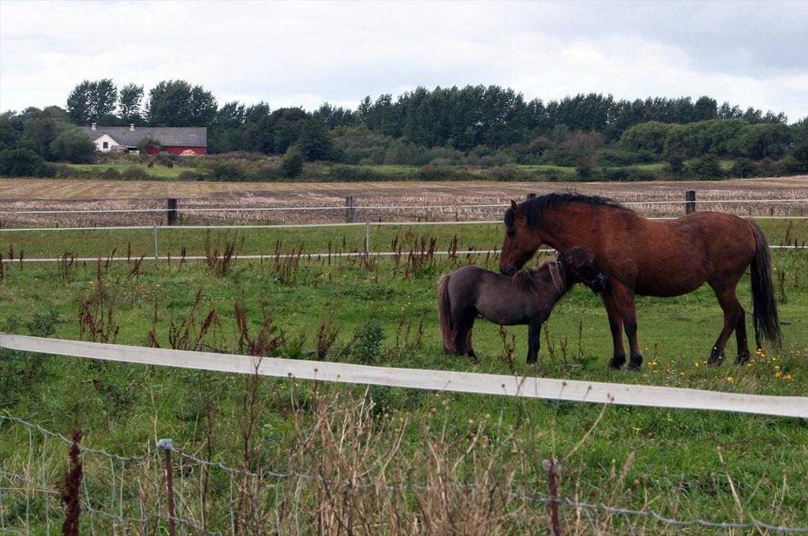 Anden særlig race Britney - Foldhygge i september 2011 billede 6