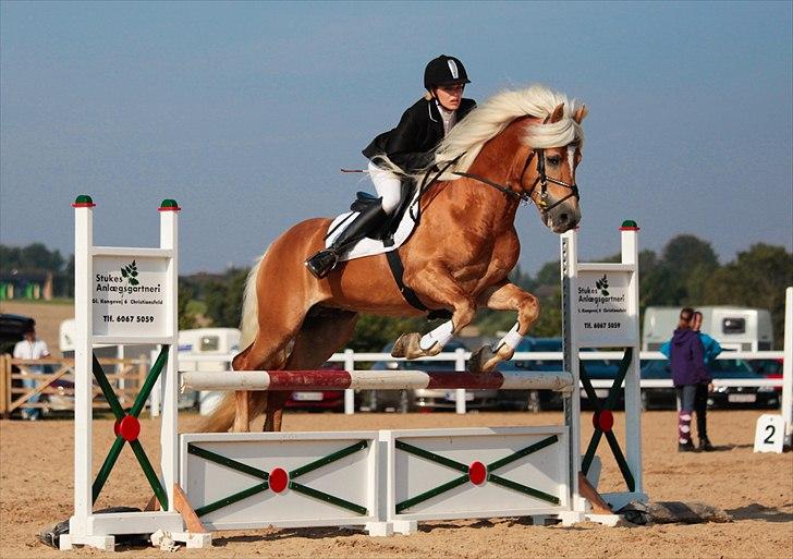 Tyroler Haflinger Liz Winterling AVLSHINGST - DM Haflingere
Monica og Winterling
samlet 4 plads i spring billede 14