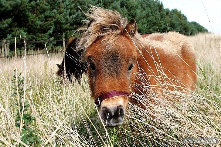Shetlænder Prins nougat mus billede 1