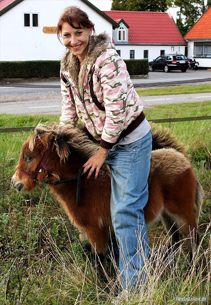 Shetlænder Prins nougat mus billede 8