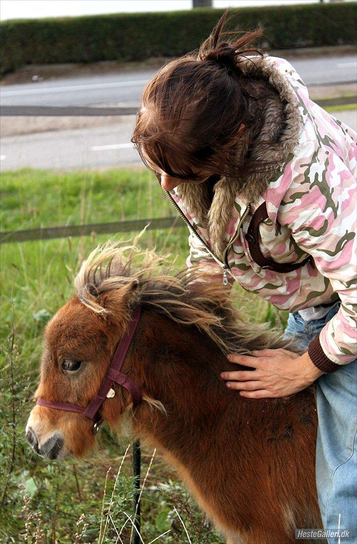 Shetlænder Prins nougat mus billede 9