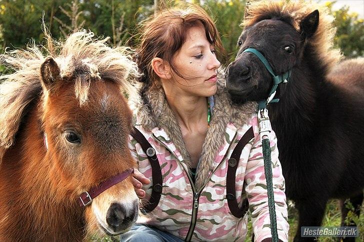 Shetlænder Prins nougat mus billede 10