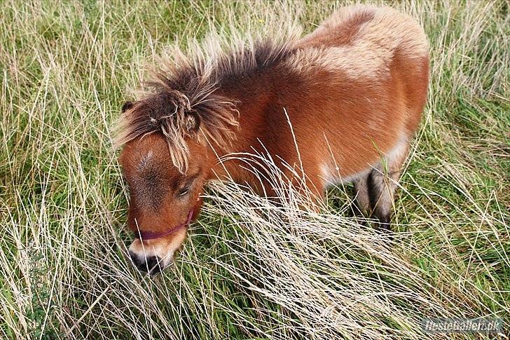 Shetlænder Prins nougat mus billede 11