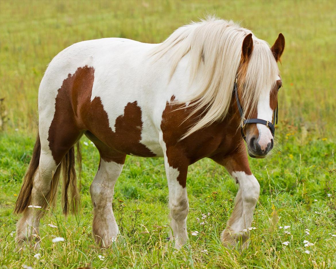 Irish Cob Lady O´Shye Light (Blondie)(Himmelhest) billede 7