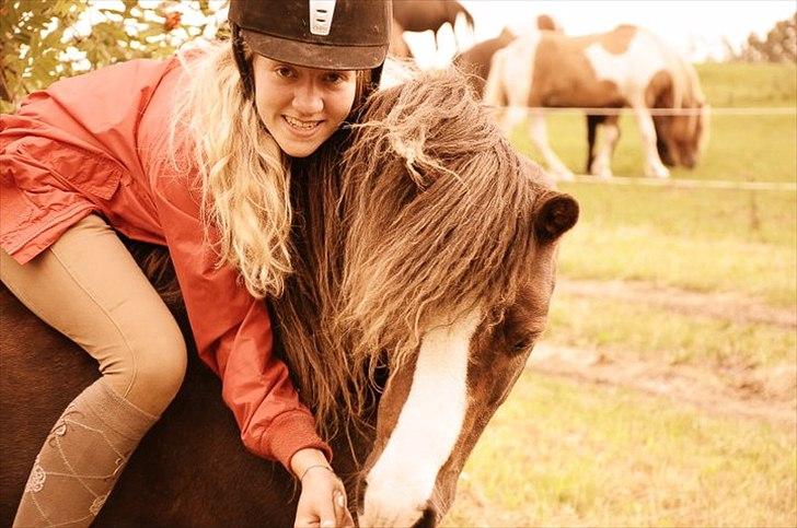 Welsh Mountain (sec A) Mosedalens Kiro-BasseMand - Himmelhest billede 1