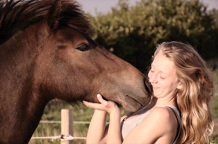 Islænder Mosedalens Kríla billede 20