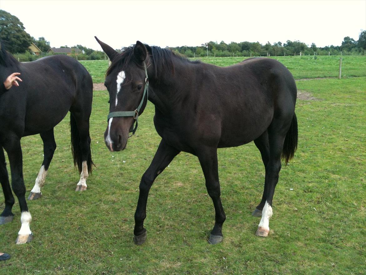 Dansk Varmblod Prinz Unique billede 1