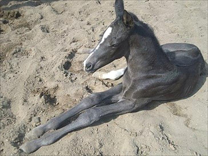 Dansk Varmblod Prinz Unique billede 2