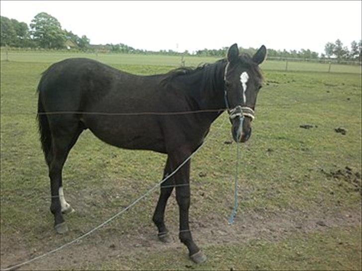 Dansk Varmblod Prinz Unique billede 3