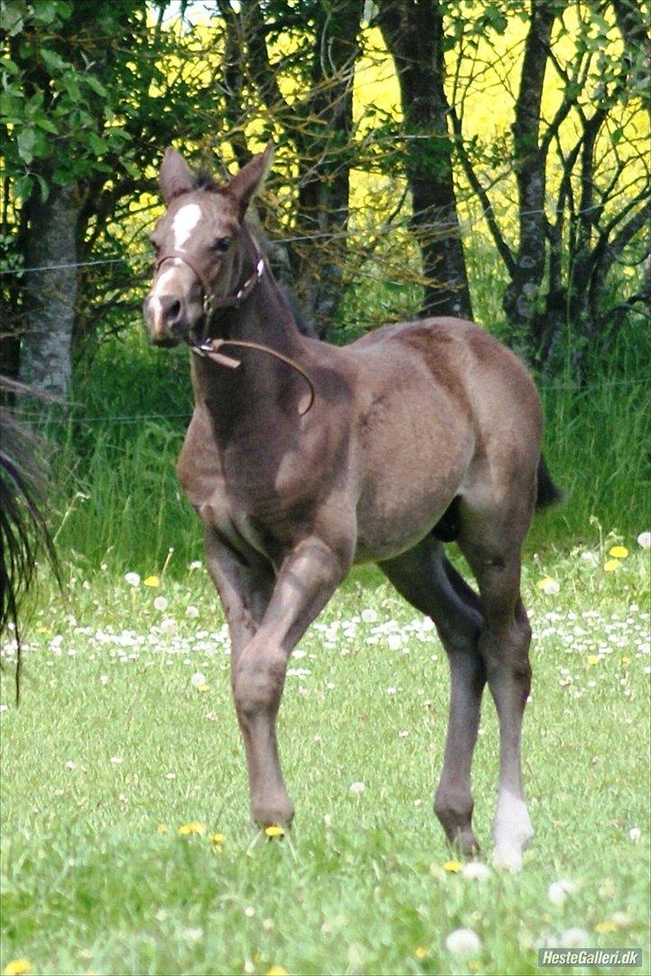 Dansk Varmblod Prinz Unique billede 4