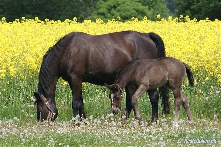 Dansk Varmblod Prinz Unique billede 5