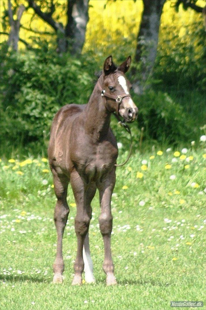 Dansk Varmblod Prinz Unique billede 7
