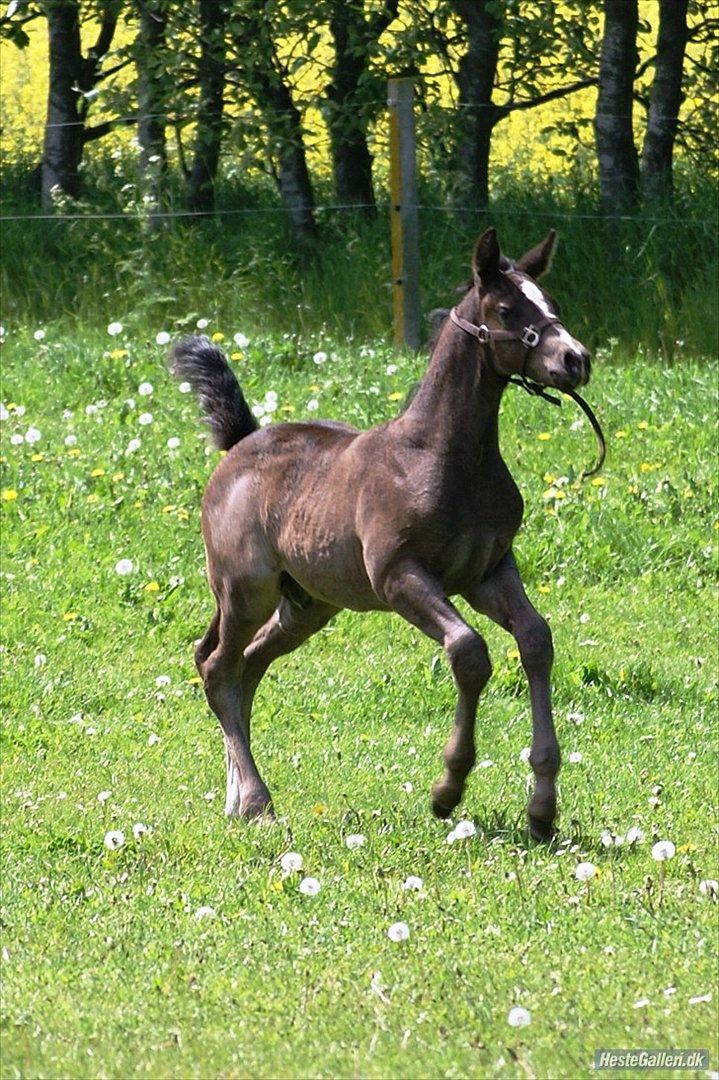 Dansk Varmblod Prinz Unique billede 8