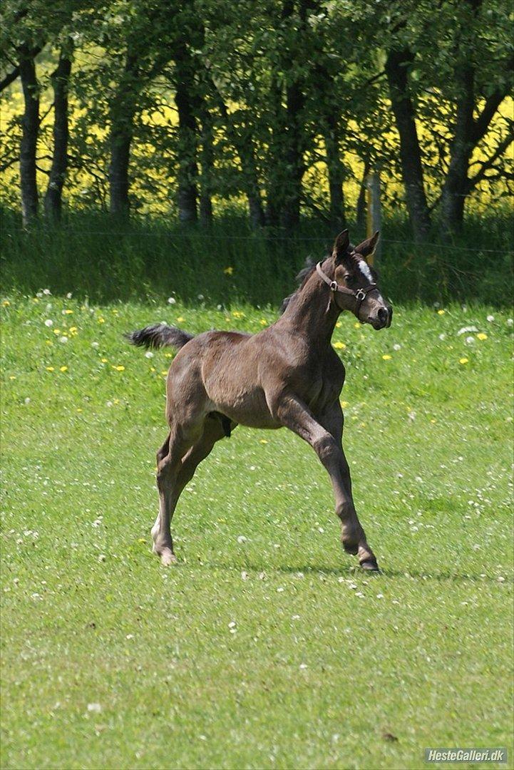 Dansk Varmblod Prinz Unique billede 9