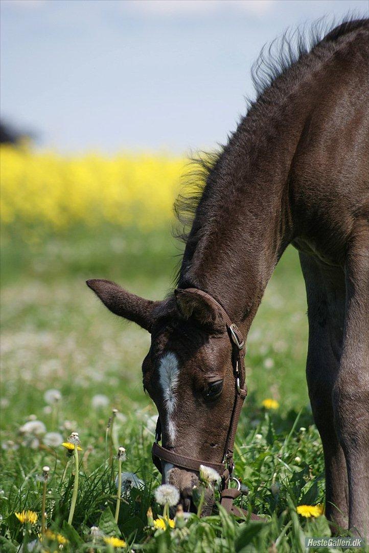 Dansk Varmblod Prinz Unique billede 10