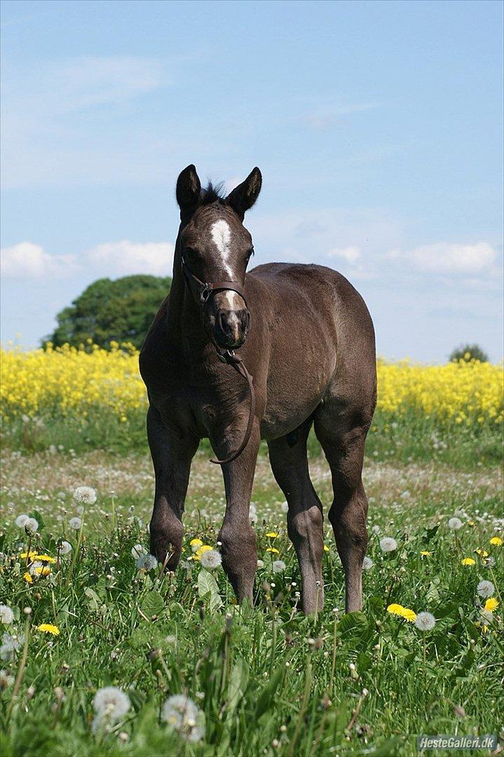 Dansk Varmblod Prinz Unique billede 11