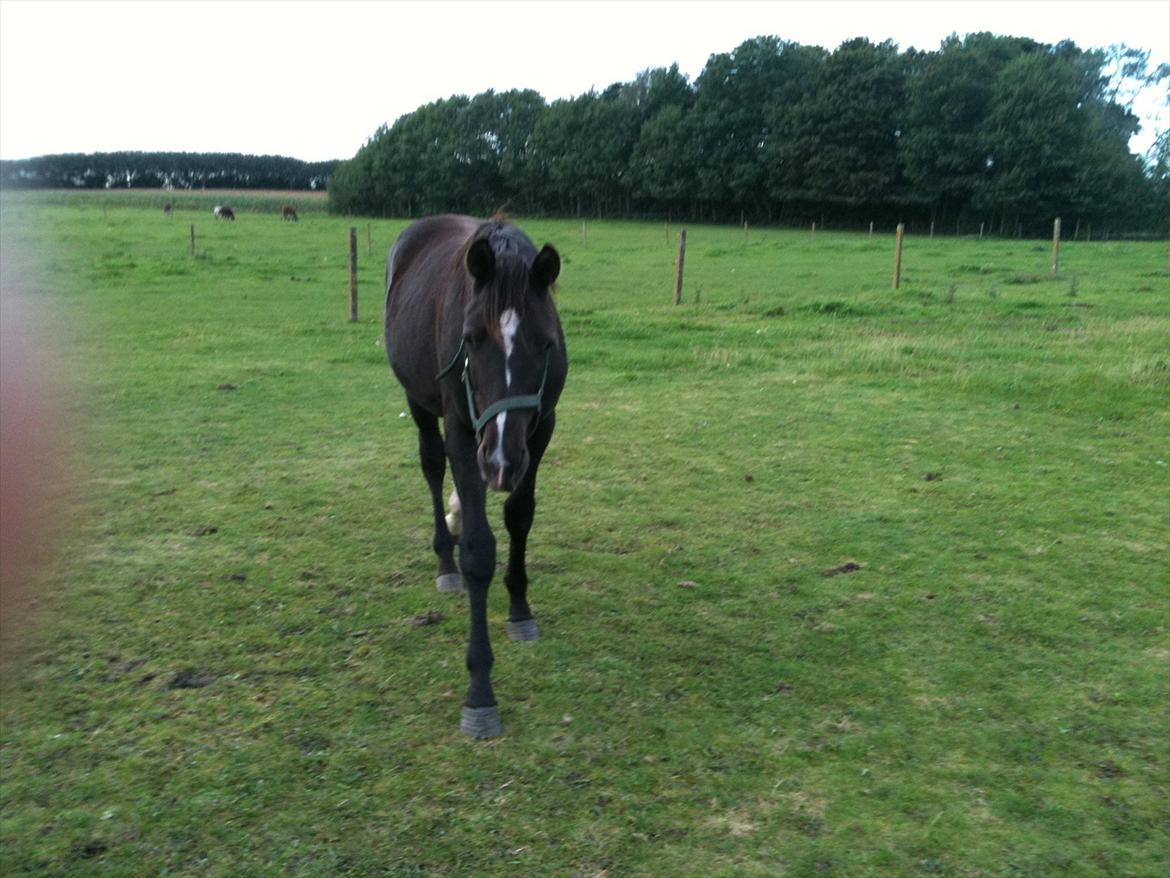 Dansk Varmblod Prinz Unique billede 12