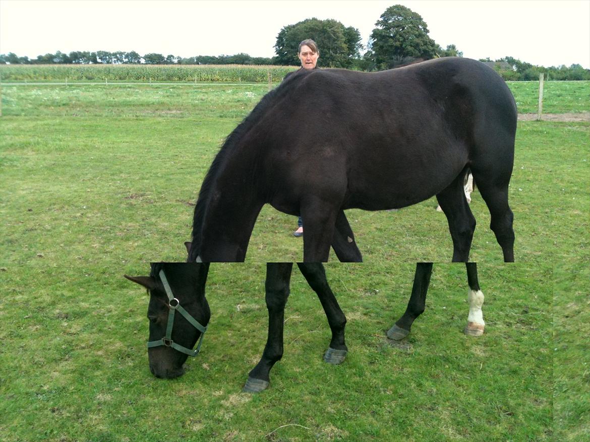 Dansk Varmblod Prinz Unique billede 13