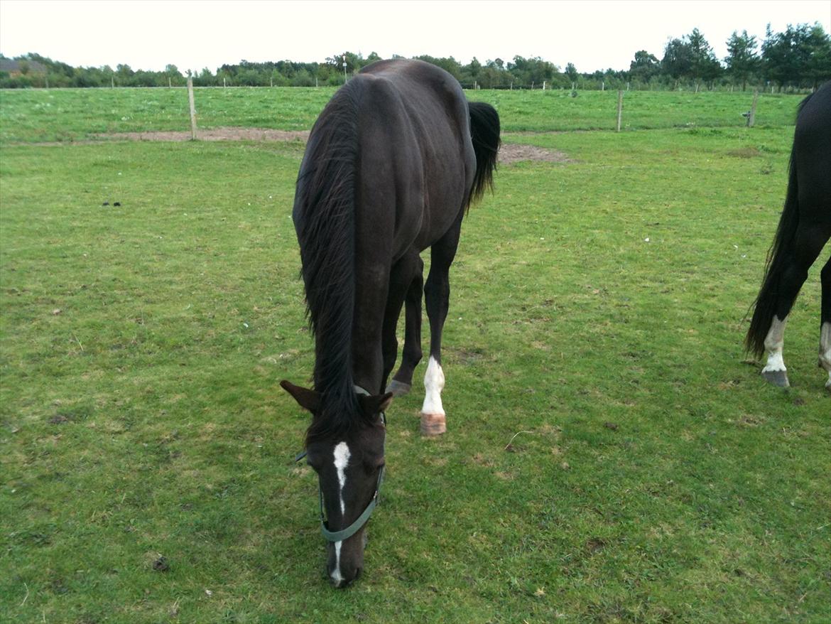 Dansk Varmblod Prinz Unique billede 14