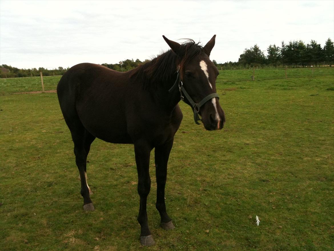 Dansk Varmblod Prinz Unique billede 15