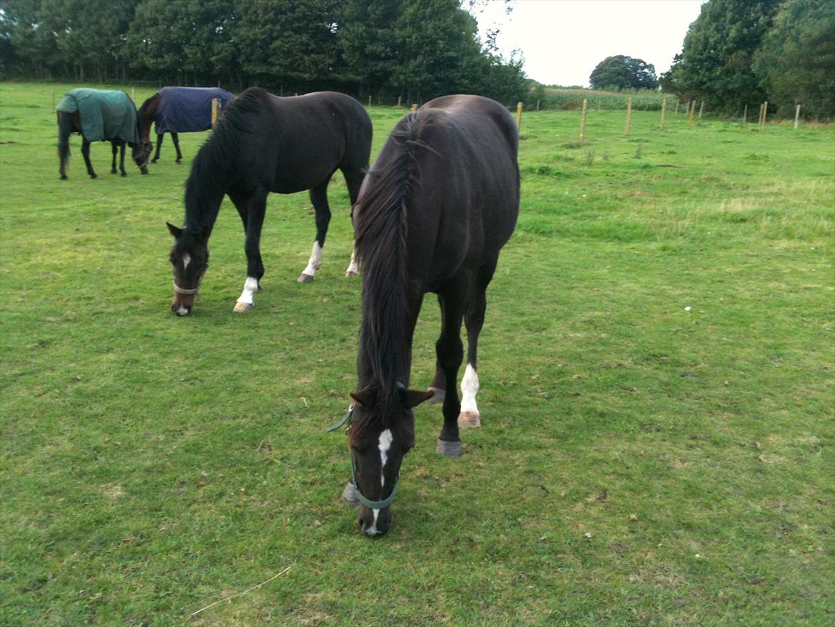 Dansk Varmblod Prinz Unique billede 16