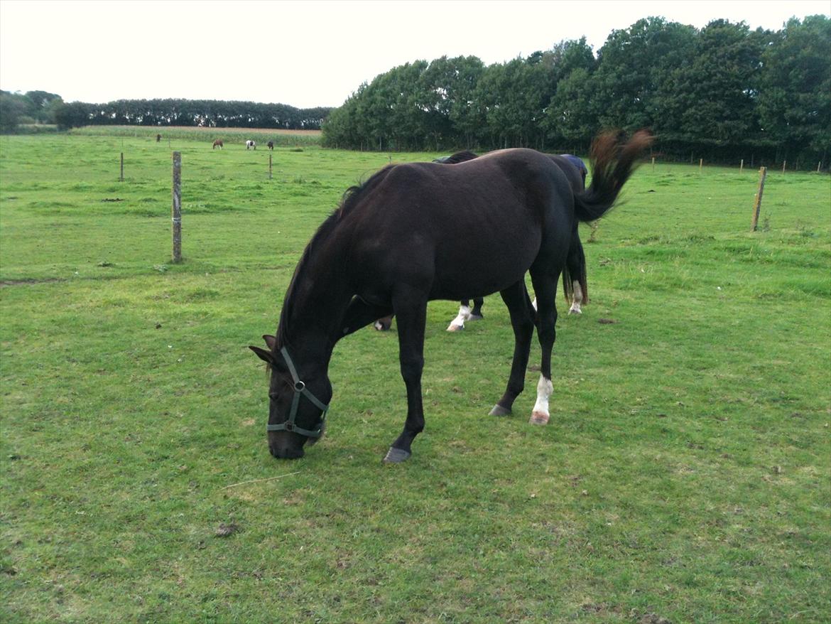 Dansk Varmblod Prinz Unique billede 17