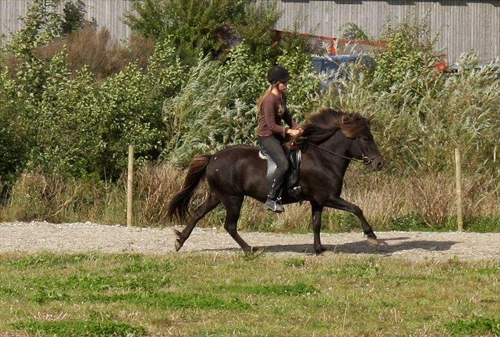 Islænder Perla fra Bagterp - Hun er så dygtig billede 15