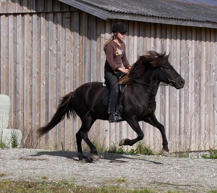 Islænder Perla fra Bagterp billede 16