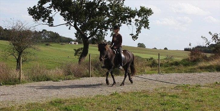 Islænder Perla fra Bagterp billede 17