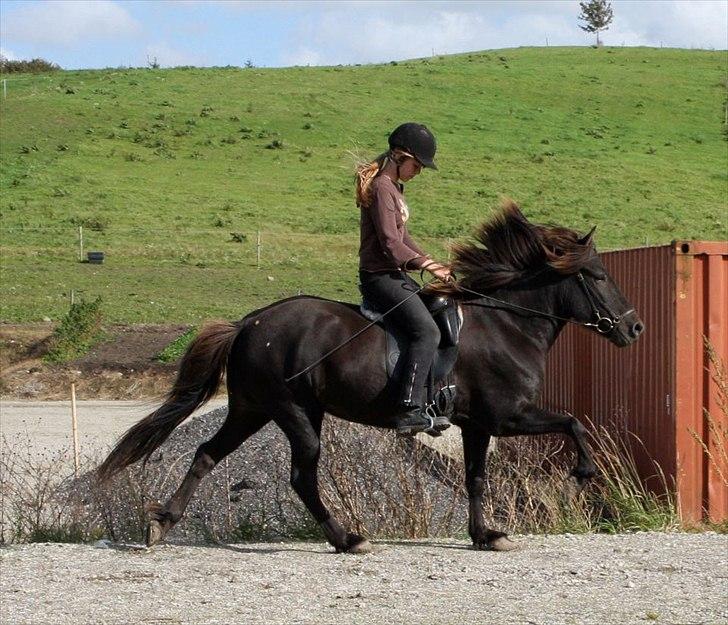 Islænder Perla fra Bagterp billede 18