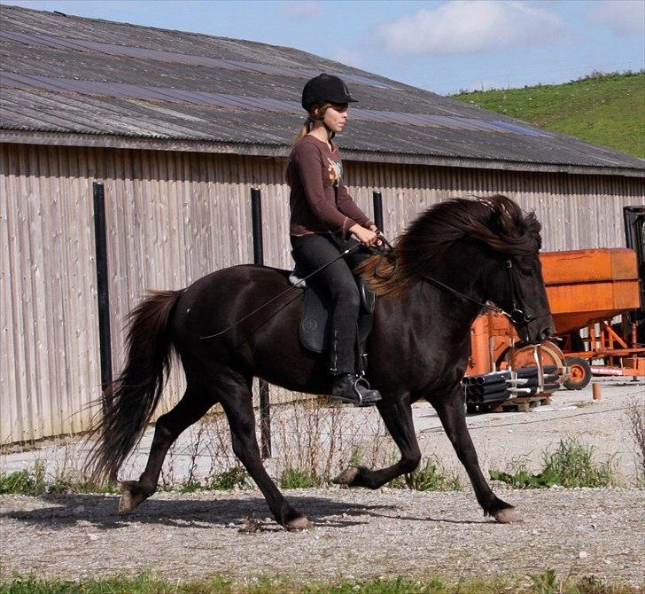 Islænder Perla fra Bagterp billede 19