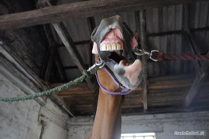 Anden særlig race Luna - Luna har spasmer xD billede 3