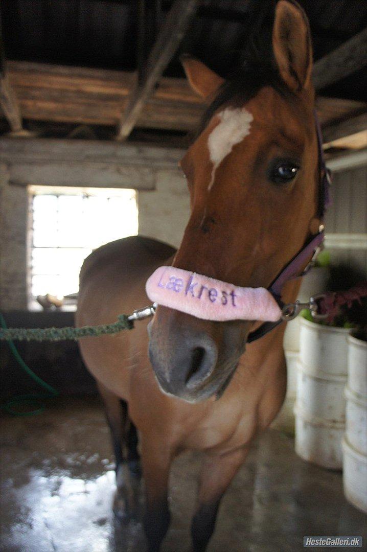 Anden særlig race Luna - Velkommen til min part Lunas profil :D
 billede 1
