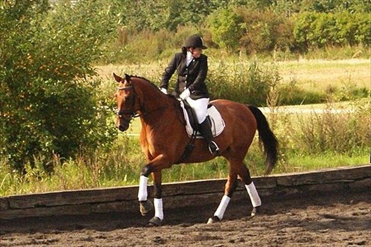 Hollandsk Varmblod Zaziezazou " Zazu" <3 [Tidl. hest] ;( - sommer 2011 billede 12