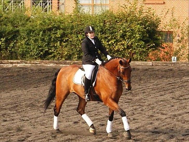 Hollandsk Varmblod Zaziezazou " Zazu" <3 [Tidl. hest] ;( - sommer 2011 billede 10