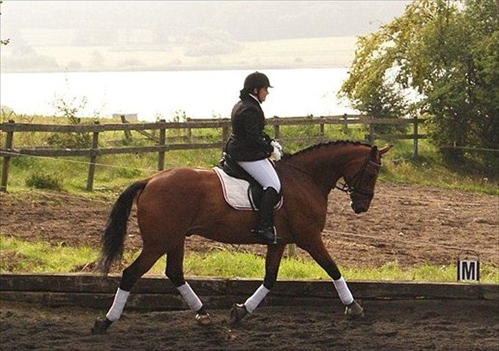 Hollandsk Varmblod Zaziezazou " Zazu" <3 [Tidl. hest] ;( - sommer 2011 billede 13