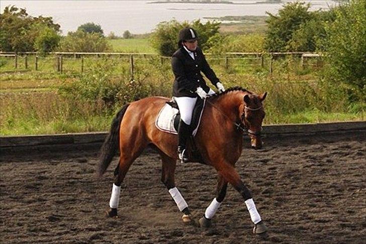 Hollandsk Varmblod Zaziezazou " Zazu" <3 [Tidl. hest] ;( - sommer 2011 billede 15