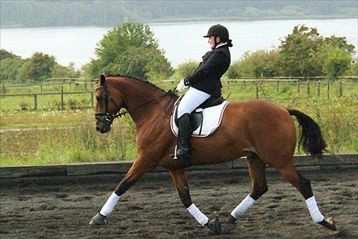 Hollandsk Varmblod Zaziezazou " Zazu" <3 [Tidl. hest] ;( - Stævne sommer 2011 billede 1