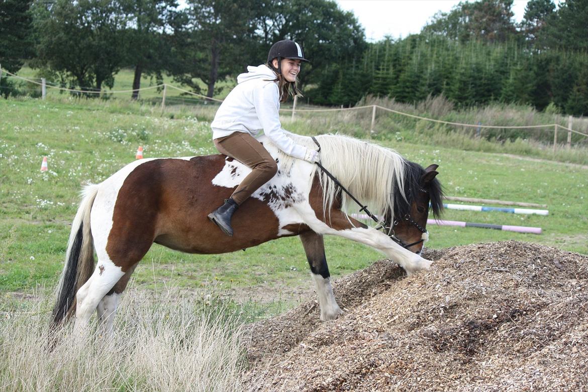 Irish Cob Dancer - Det kløer  :) billede 2