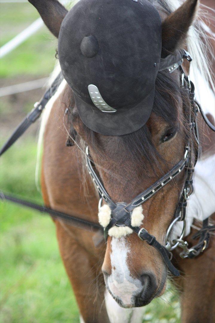 Irish Cob Dancer - Jeg er så SMUK  :) billede 1