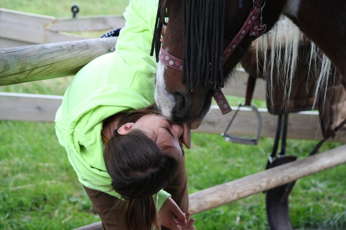 Irish Cob Dancer - Et lille køs  :) billede 18