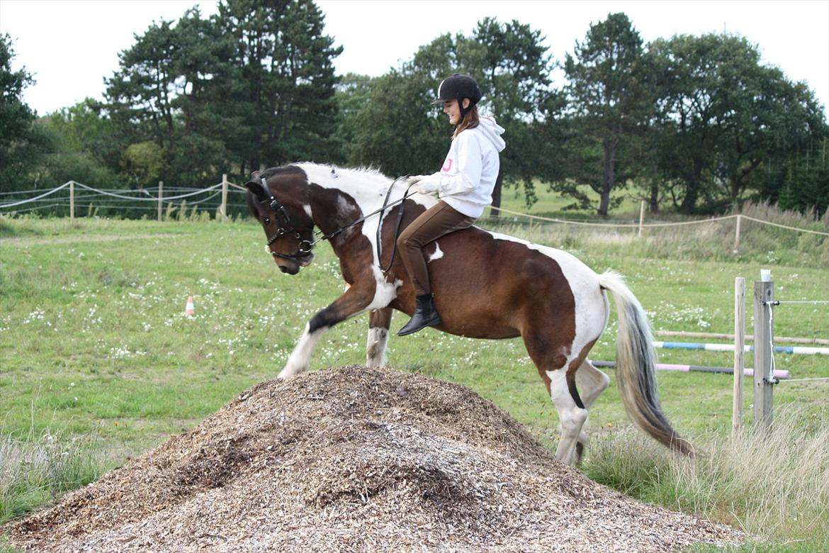 Irish Cob Dancer billede 19