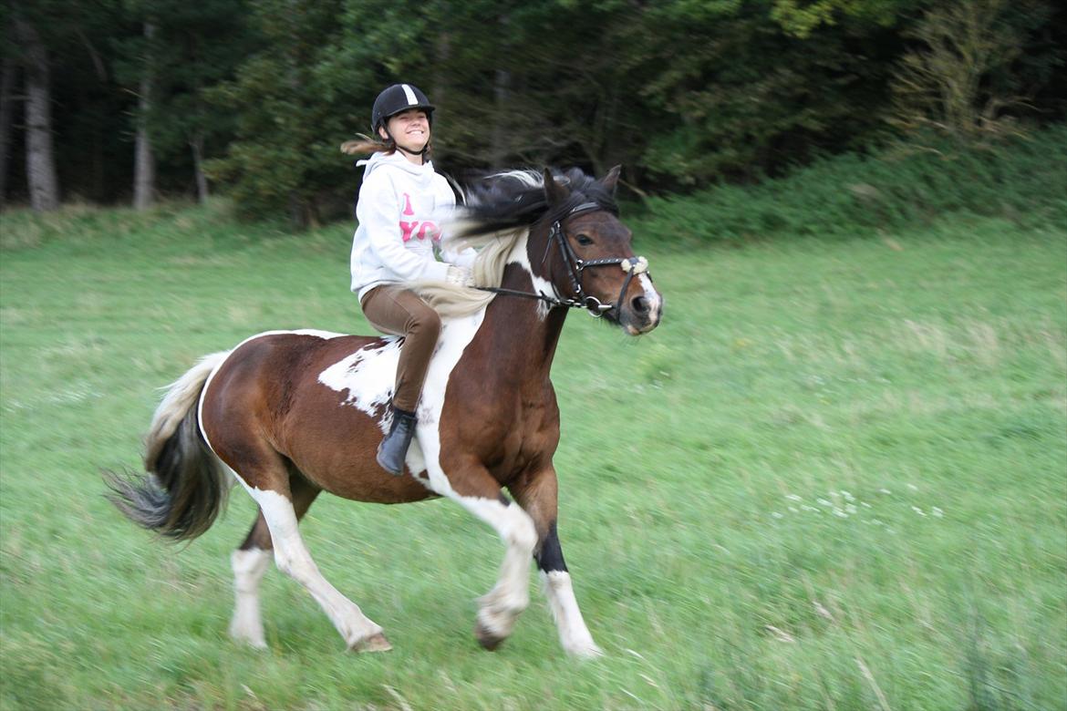 Irish Cob Dancer - Fuld galop  :) billede 20