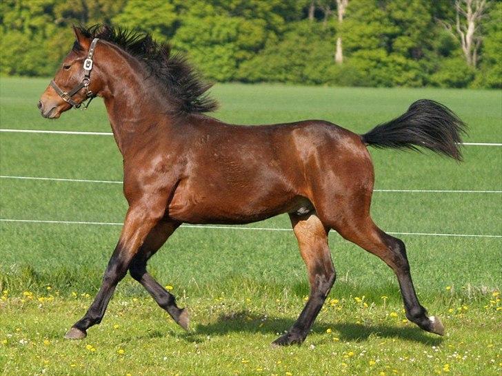 Oldenborg Shogun af Bækkeskov - Shogun 1 år billede 16