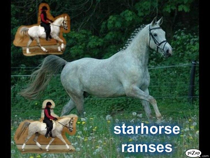 Anden særlig race Starhorse Ramses billede 16