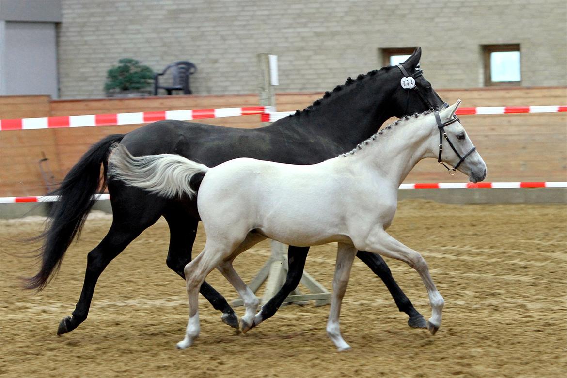 DSP Lykkebo Comet billede 14